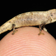 Illustration for article titled Ridiculously Tiny Chameleons Discovered in Madagascar